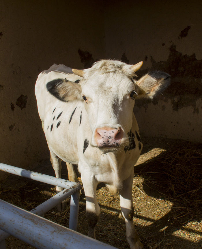 Agriculture biodynamique